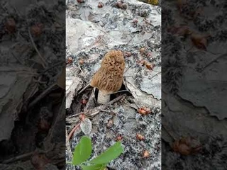 Сморчковая шапочка появилась в Воронежской области