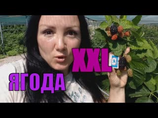Ежевика Прайм Арк Фридом - сорт с нереальной ягодой! Плодоношение на побегах этого года