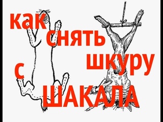 Как снять шкуру с шакала, волка, енотовидной собаки