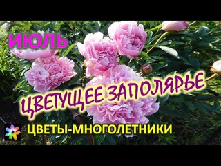 🌌🌷 Июль. Цветущее Заполярье. Цветы на дачном участке