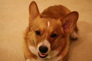 A day in the life of Hercules the Corgi