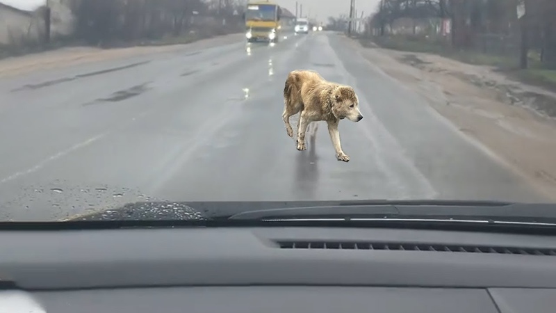 She Ran in Front of My Car, Wanting Help After Being Kicked Out of Her House In The Pouring