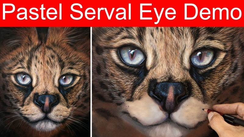 Pastel Pencil Serval cat eye Jason Morgan wildlife
