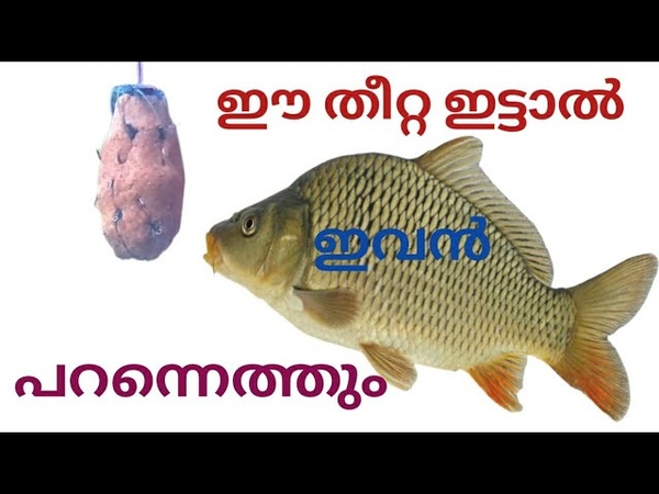 അട റ മ ൻപ ട ത ത , traditional hook fishing, fishing malayalam, live vibes,