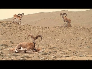 Mars Perseverance Rover Sent New 4k Video Footage of Mars - Sol 1022 | Mars 4k Video | Mars In 4k
