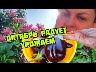 УСПЕТЬ ДО ДОЖДЕЙ: ПОСАДКА ЧЕСНОКА  и ПЕРЕСАДКА КЛУБНИКИ под мульчу  за ТРИ ЧАСА.