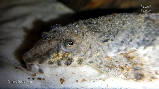 Whiptail Catfish ( Rineloricaria parva) Underwater Cam Shots Animalia Kingdom