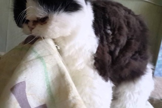 Кот и одеялко