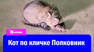 Бойцы показали своего кота по кличке Полковник
