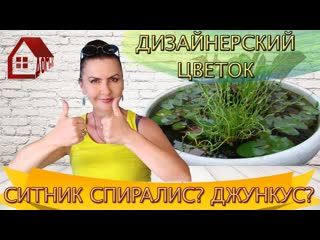 Ситник Спиралис или Юнкус или Джункус/водные растения/ Пересадка/Уход