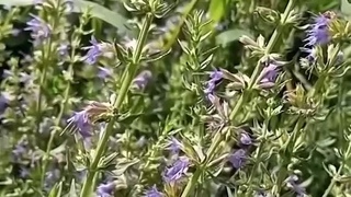 Растения, которые заменят ЛАВАНДУ