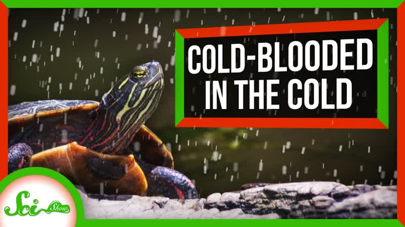 How Cold Blooded Animals Survive the