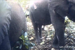 African forest elephant / Лесной слон / Loxodonta cyclotis
