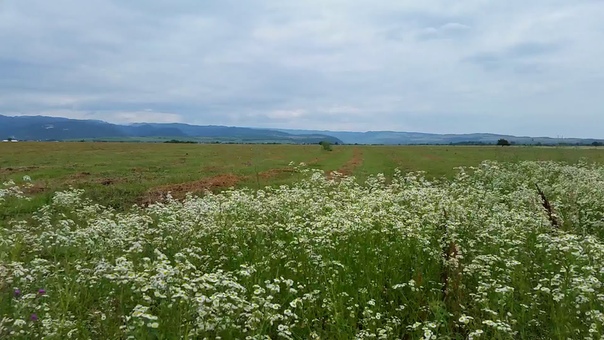 Sounds of Nature, Crickets and the Sound of the Wind, The Rustle of Grass 3 hours of