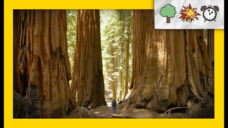 Redwoods vs Giant Sequoias What s the Difference NATURE BOOM TIME Ep.