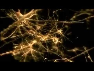 BBC омега 3