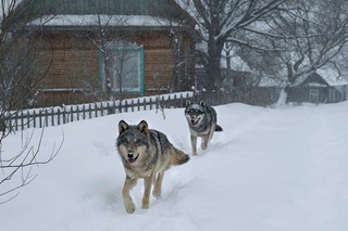 Monitoring the wolves