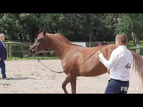 Терский конный завод, ЗВЕЗДА ПЯТИГОРЬЯ, Часть 4, Шоу