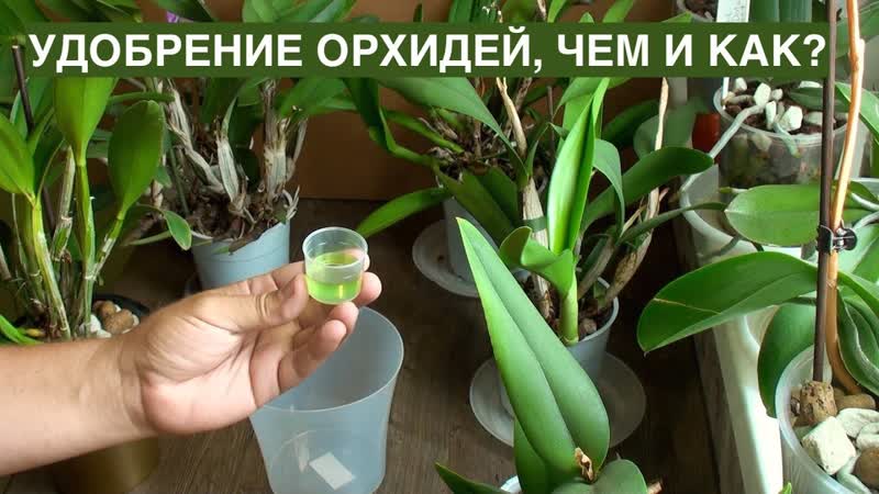 удобрение орхидеи , чем и как я кормлю дендробиум и