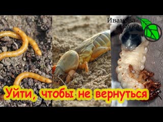 КАК ПРОГНАТЬ ПРОВОЛОЧНИКА, МЕДВЕДКУ и ХРУЩА С УЧАСТКА БЕЗ ХИМИИ: удобрения, сидераты, биометоды.