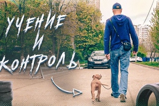 Щенок, игры, дети, чужие люди и контроль