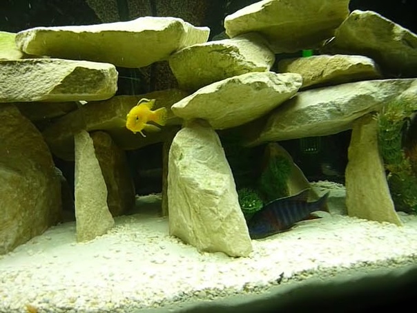 African Cichlids Aquarium