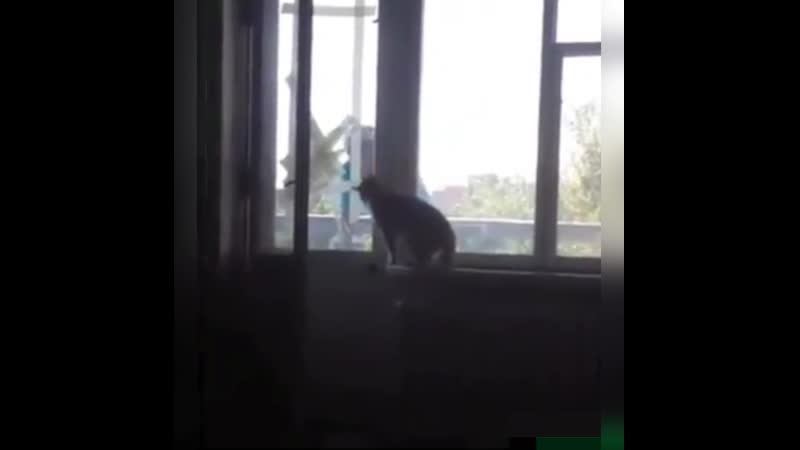Разозлил кота, будешь жить на