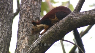 Indian giant squirrel (Ratufa indica)