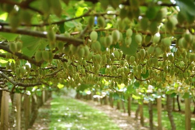 Виктория Рыскина | Санкт-Петербург