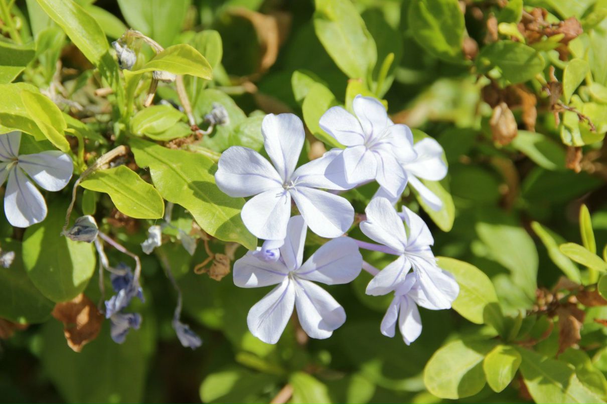 Владимир Пехоца | Краснодар