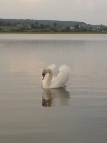 №53, Богдана Шийка №53, Богдана Шийка