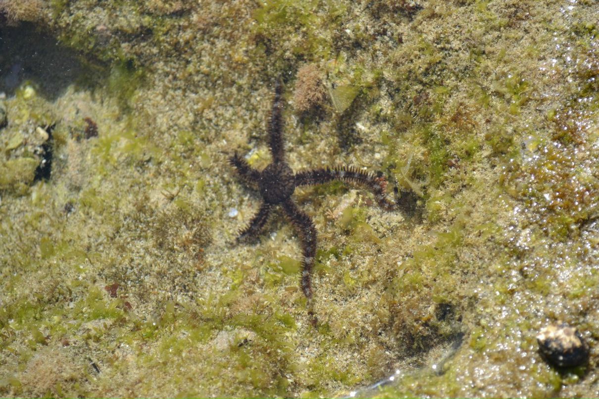 Радион Шовкун | Киев