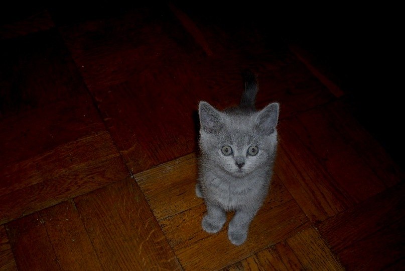 Мария Писцова | Санкт-Петербург