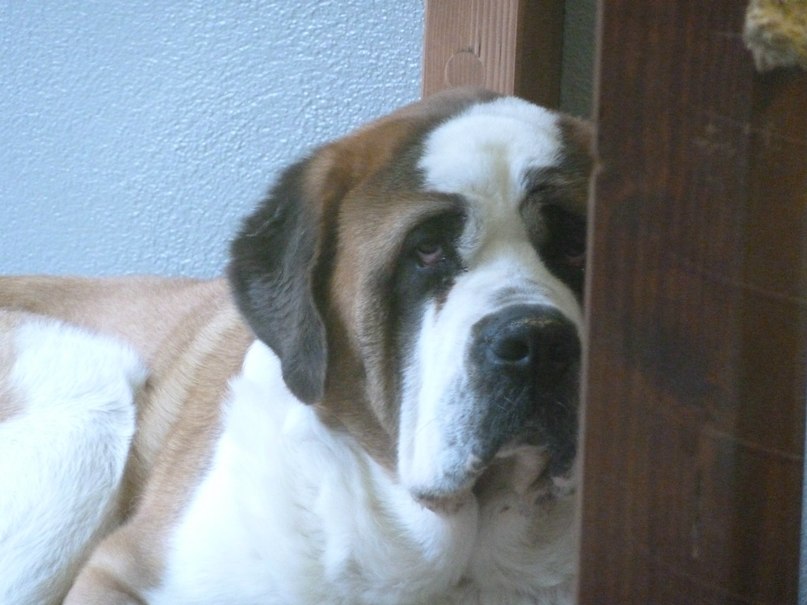 Светлана Колодийчик | Санкт-Петербург