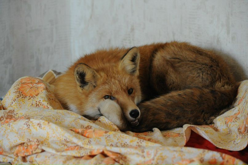 Евгений Лис aka Добрый Хитрый Лунный Чёрный | Лисичанск