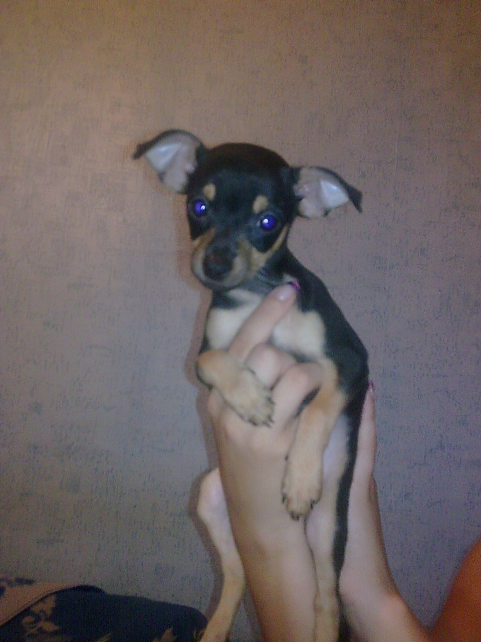 Томка Морозова | Обнинск