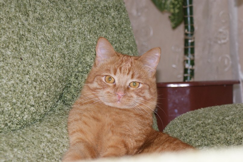 Наталья Неумоина | Балаково