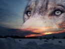 Фотография Калоши Степанчика