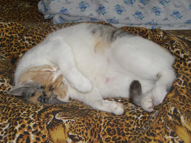 Анна Шевчук | Киев