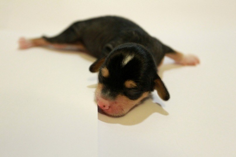 Маргарита Александрова swisto4ek | Москва