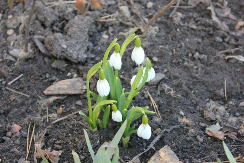 Лилия Гоменюк | Вышгород