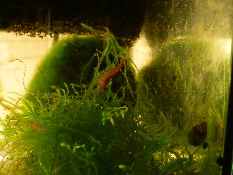 Алексей Шепелев | Москва