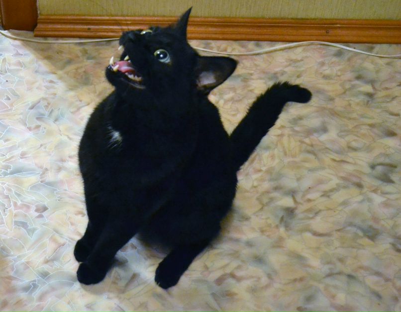 Ирина Черницкая | Волгодонск