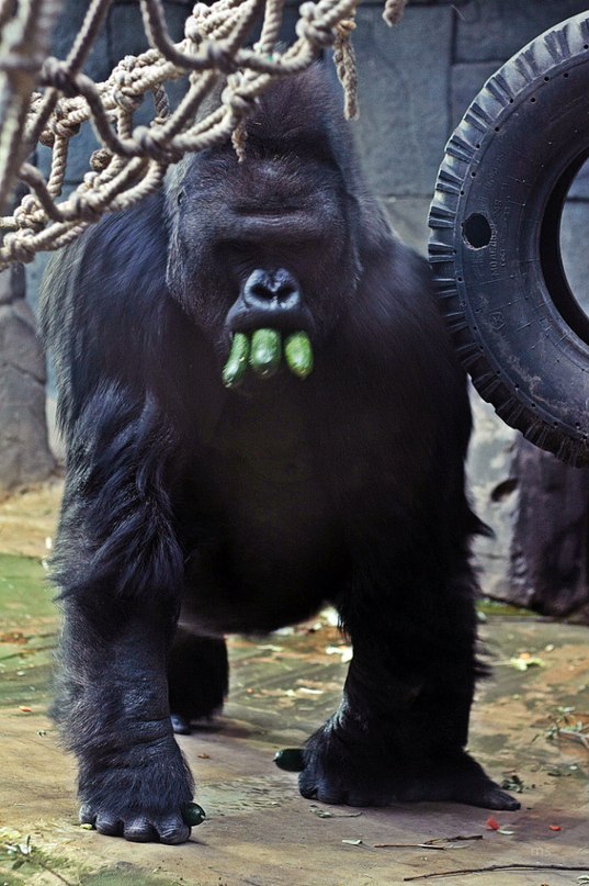 Артемий Левицкий ㋡ | Москва