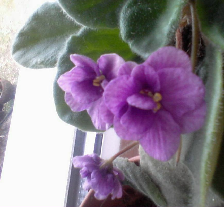 Елена Афанасьева | Великий Новгород