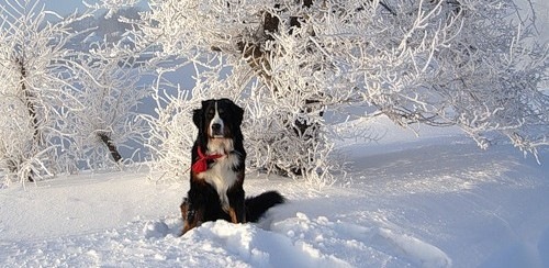 №20, Инна Овсяник №20, Инна Овсяник