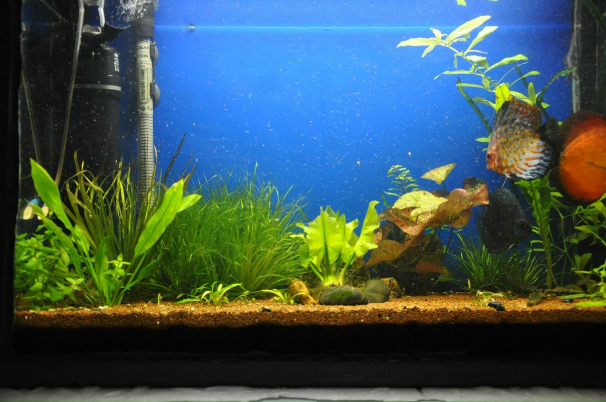 Зульфат Бабаев ℂ⋆ | Тюмень