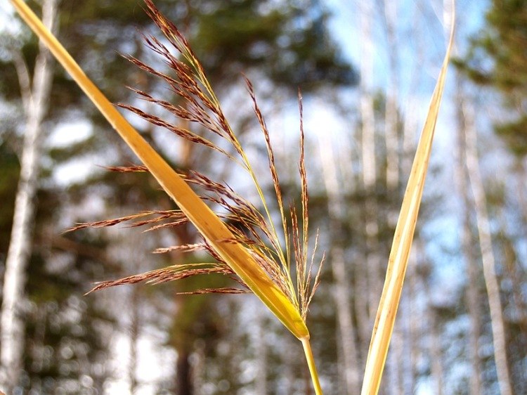 Ирина Емельянова | Тюмень