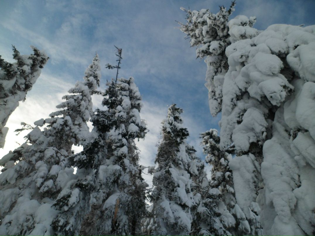Олександр Лісовий | Verona