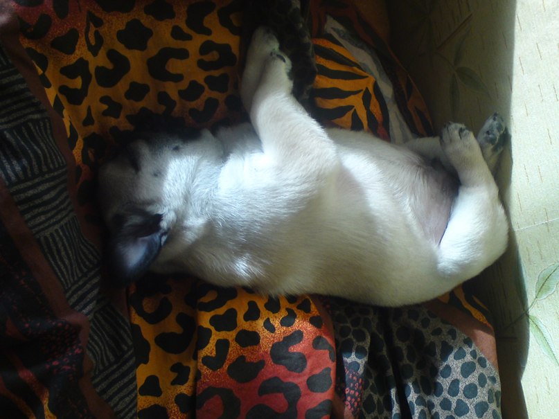 Анастасия Талисманова | Красноярск